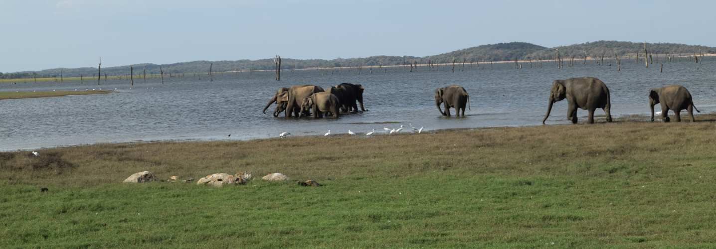 Sri Lanka Elephant Safari