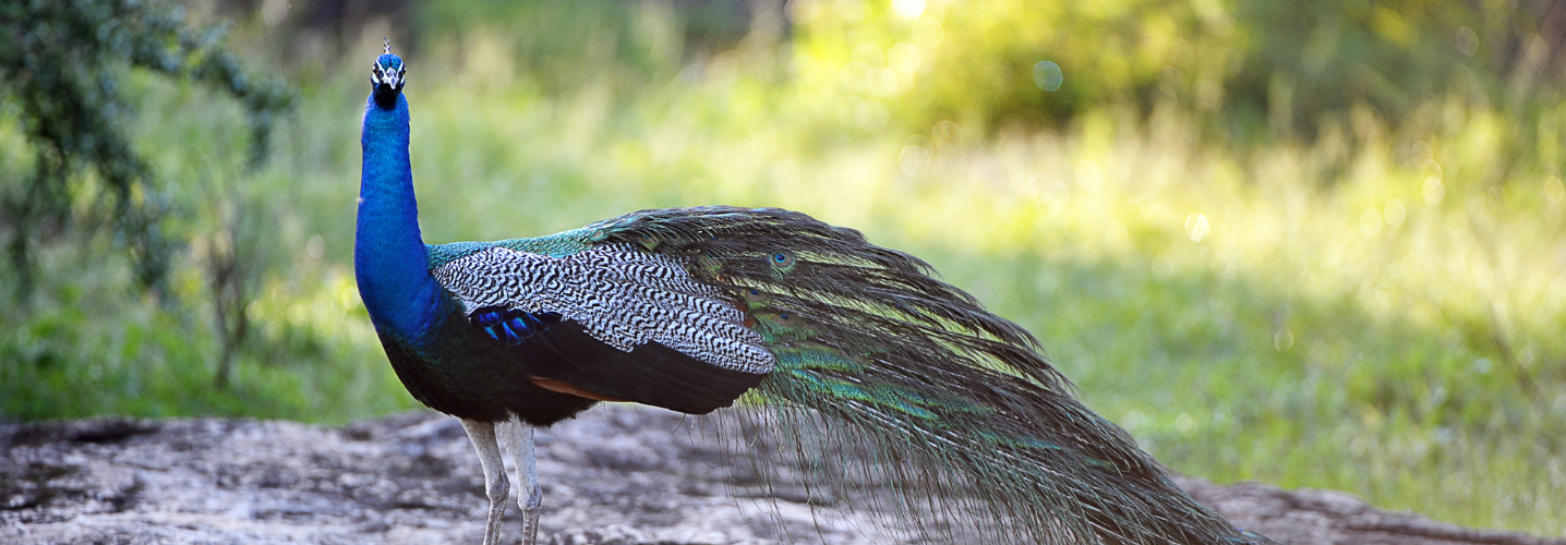Sri Lanka peacock