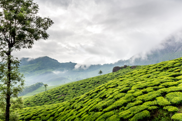 KERALA MUNNAR